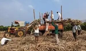 अक्टूबर-दिसंबर में भारत में चीनी उत्पादन 16 प्रतिशत घटकर 95.40 लाख टन रह गया: ISMA