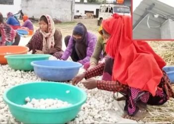 लहसुन ने सारे रिकॉर्ड, कैमरों से हो रही खेत की निगरानी, 400 के पार पहुंची कीमत