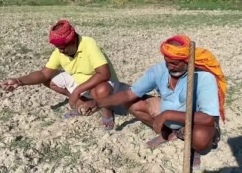 तिल की खेती करने वाले किसानों के लिए बड़ा तोहफा, मिल रही इतनी सब्सिडी