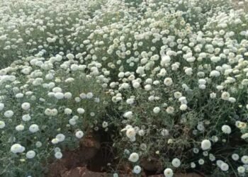 कैसे करें सफेद गेंदे की खेती, जानें क्या है बुवाई से लेकर सिंचाई का बेहतरीन तरीका, आय में होगी बढ़ोतरी