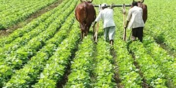 गुजरात सरकार की बेहतरीन योजना, अब नहीं होगी उपज की बर्बादी