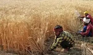 सरकार ने उच्च उपज देने वाली और रोग प्रतिरोधी गेहूं की किस्म पेश की