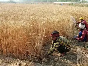 सरकार ने उच्च उपज देने वाली और रोग प्रतिरोधी गेहूं की किस्म पेश की