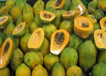 पपीते में लग रहे ये खतरनाक रोग और कीट, बचाव के लिए अपनाएं ये तरीका