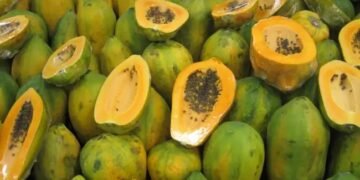 पपीते में लग रहे ये खतरनाक रोग और कीट, बचाव के लिए अपनाएं ये तरीका