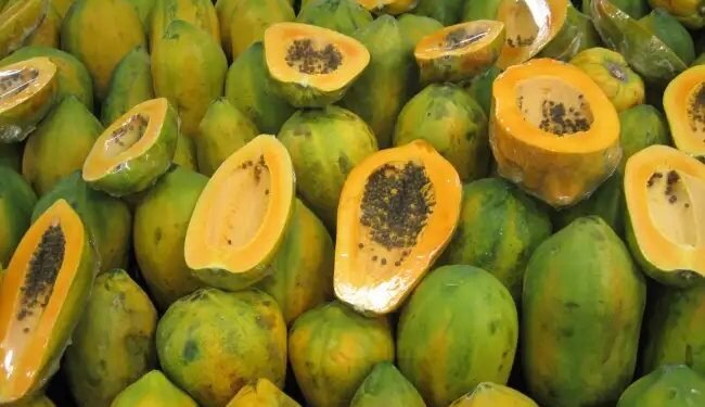 पपीते में लग रहे ये खतरनाक रोग और कीट, बचाव के लिए अपनाएं ये तरीका