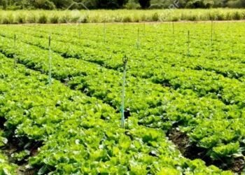 पलवल के किसानों ने परम्परागत खेती को छोड़ अपनाया ये नया तरीका