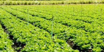 पलवल के किसानों ने परम्परागत खेती को छोड़ अपनाया ये नया तरीका