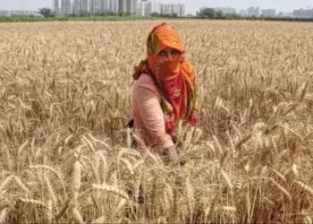 हरियाणा के इस जिले में 20 फीसदी घटेगा गेहूं का उत्पादन, प्रति एकड़ पैदावार में भी आए
