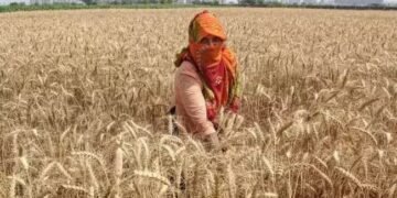 हरियाणा के इस जिले में 20 फीसदी घटेगा गेहूं का उत्पादन, प्रति एकड़ पैदावार में भी आए