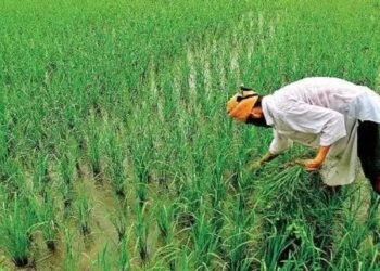 केंद्र सरकार ने फसलों के लिए न्यूनतम समर्थन मूल्य (MSP) घोषित किया, किसानों की आमदनी बढ़ाने के लिए उठाए कई कदम