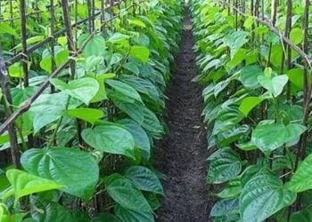 इन 8 राज्यों में सबसे अधिक हो रही पान की खेती, जानें क्यों है खास