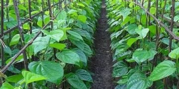 इन 8 राज्यों में सबसे अधिक हो रही पान की खेती, जानें क्यों है खास