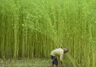 इन मंडियों में जूट के दाम 5000 पार, जानें क्या है मंडी भाव?
