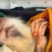 केंद्र के साथ 14 को मीटिंग में जाने से डल्लेवाल ने किया इनकार, प्रेस कॉन्फ्रेंस में दी जानकारी!