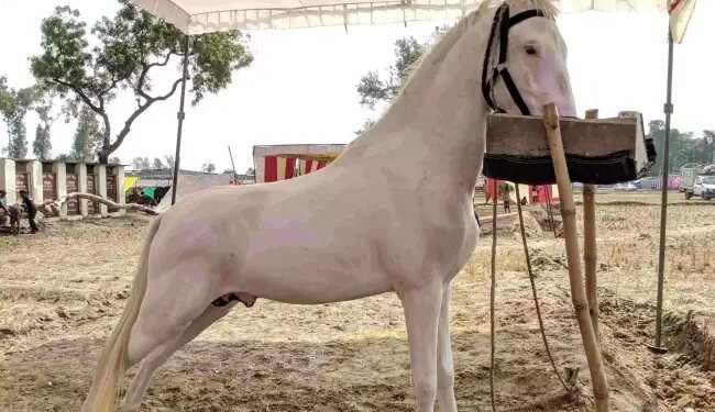 भारत के घोड़ों को मिली इंटरनेशनल रेस की मंजूरी, Glanders पर जीत बनी बड़ी कामयाबी