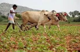 संसदीय पैनल ने किसानों के हितों की रक्षा के लिए एमएसपी की कानूनी गारंटी की वकालत की