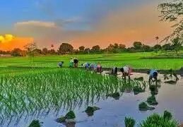 खरीफ फसल का रकबा पिछले साल की तुलना में 2% बढ़ा, धान का रकबा 4.3% बढ़ा
