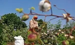 भारत में कपास उत्पादन में कमी, अधिक बारिश के कारण उत्पादन में कमी