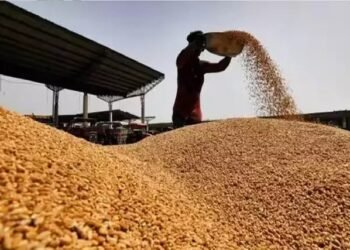 ई-नीलामी के माध्यम से 71.01 एलएमटी गेहूं और 1.62 एलएमटी चावल की बिक्री की गयी