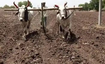 Agri Update: पूसा ने गेहूं की बुवाई के लिए जारी की एडवायजरी, पढ़ें पूरी खबर…