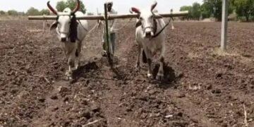 Agri Update: पूसा ने गेहूं की बुवाई के लिए जारी की एडवायजरी, पढ़ें पूरी खबर…