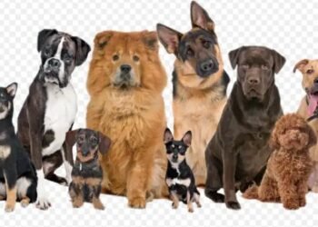 देश में बनेगा पहला कुत्तों का वीर्य बैंक, जानें क्या है खास?