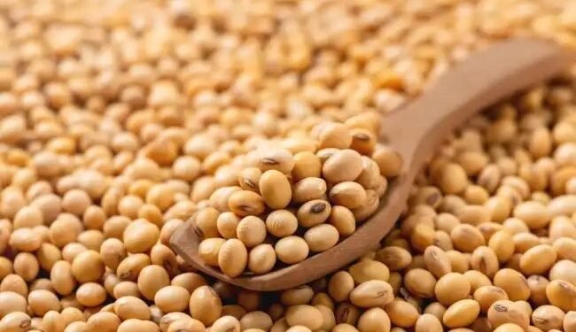 सोयाबीन उत्पादन में मध्य प्रदेश  एक बार फिर नंबर 1, इन फसलों में भी प्रदेश रहा अव्वल