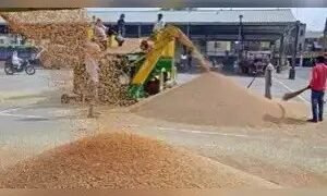 केंद्र ने पंजाब में अब तक 60.63 लाख टन धान खरीदा