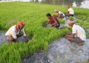 हरियाणा की राह पर निकला पंजाब, धान की खेती छोड़ने पर मिल रहे 7000 हजार