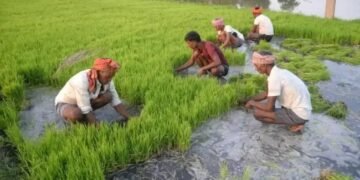 हरियाणा की राह पर निकला पंजाब, धान की खेती छोड़ने पर मिल रहे 7000 हजार