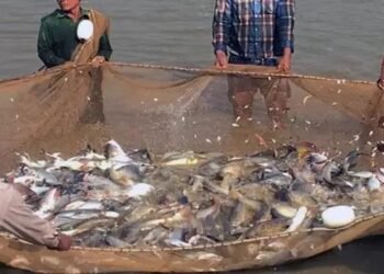 किसान गोबर से तैयार करें मछलियों का दाना, मुनाफा जानकर रह जाएंगे हैरान