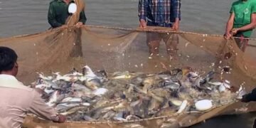 किसान गोबर से तैयार करें मछलियों का दाना, मुनाफा जानकर रह जाएंगे हैरान