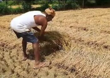 बिहार के किसान घर में बना रहे जूट की पत्तियों से फ्लेवर्ड लीफ ड्रिंक