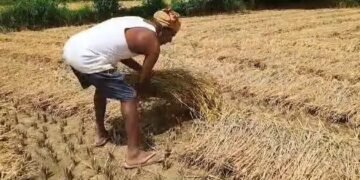 बिहार के किसान घर में बना रहे जूट की पत्तियों से फ्लेवर्ड लीफ ड्रिंक