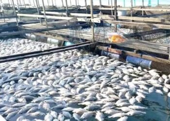 मछली पालन से सरकार चला रही यह योजना, 1 लाख से ज्यादा मिल रहा अनुदान