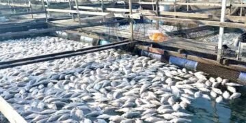 मछली पालन से सरकार चला रही यह योजना, 1 लाख से ज्यादा मिल रहा अनुदान