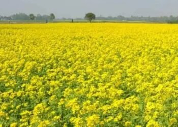 सरसों की फसल में है सफेत रतुआ का रोग, तो इन उपायों से करें बचाव