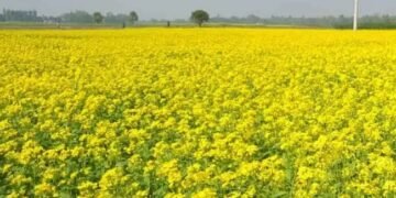 सरसों की फसल में है सफेत रतुआ का रोग, तो इन उपायों से करें बचाव