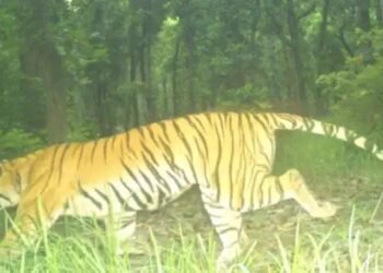 लखीमपुर खीरी के जंगलों में घूम रहा हमलावर बाघ, पिंजरे के सामने से गुजरा