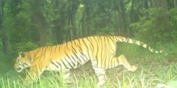 लखीमपुर खीरी के जंगलों में घूम रहा हमलावर बाघ, पिंजरे के सामने से गुजरा