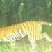 लखीमपुर खीरी के जंगलों में घूम रहा हमलावर बाघ, पिंजरे के सामने से गुजरा