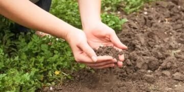 पंजाब: मिलावटी बीजों की बिक्री पर रोक, कृषि विभाह ने रद्द किए कई लाइसेंस