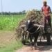 खरीफ उत्पादन में 5.4 प्रतिशत वृद्धि की संभावना, ग्रामीण आय में वृद्धि की उम्मीद