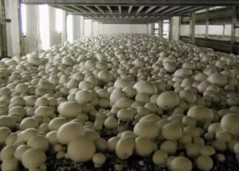 मशरूम की खेती से करोड़ों कमा रहे किसान, बदल गई इस गांव की किस्मत