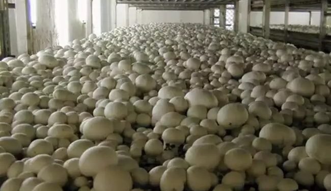 मशरूम की खेती से करोड़ों कमा रहे किसान, बदल गई इस गांव की किस्मत