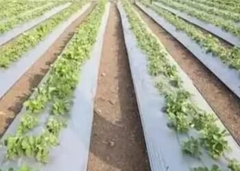 बिहार सरकार देगी मल्चिंग लगाने पर सब्सिडी, किसानों का बचेगा पैसा, ऐसे कर सकते हैं आवेदन!