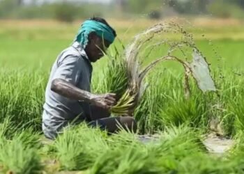 इस तारीख से पहले कर लें रबी फसलों का बीमा, इन कागजातों की पड़ेगी जरुरत