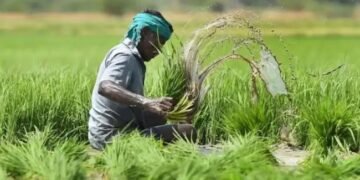 इस तारीख से पहले कर लें रबी फसलों का बीमा, इन कागजातों की पड़ेगी जरुरत