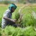 इस तारीख से पहले कर लें रबी फसलों का बीमा, इन कागजातों की पड़ेगी जरुरत